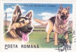 Stamps Romania -  PERRO DE RAZA- PASTOR ALEMÁN 