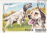 Stamps Romania -  PERRO DE RAZA- SETTER INGLÉS 