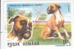 Stamps Romania -  PERRO DE RAZA- BOXER