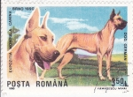 Sellos de Europa - Rumania -  PERRO DE RAZA- DOGO ALEMÁN 