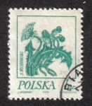 Stamps Poland -  Dibujos florales de Wyspianski, Diente de león