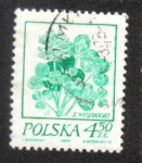 Stamps Poland -  Dibujos florales de Wyspianski, Trébol