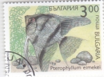 Stamps Bulgaria -  peces tropicales- pterophyllum eimekei