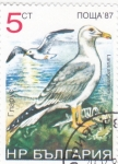 Sellos de Europa - Bulgaria -  aves- larus argentatus