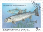 Stamps : Asia : Azerbaijan :  Peces
