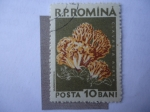 Sellos de Europa - Rumania -  Clavaria Aurea -Hongo -  Patitas de Ratas Hongos (Comestible)