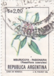Stamps Argentina -  FLORES- PASIONARIA 