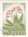 Stamps Hungary -  FLORES- DENTARIA GLANDULOSA 