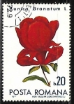 Stamps Romania -  Pomegranate 