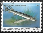 Stamps Azerbaijan -  Stellate Sturgeon