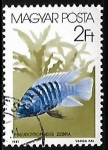 Stamps Hungary -  Zebra Mbuna