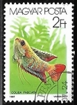 Stamps Hungary -  Banded Gourami