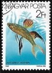 Stamps Hungary -  Threadfin Rainbowfish 