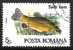 Stamps Romania -  Tench