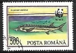 Sellos de Europa - Rumania -  Starry Sturgeon 