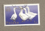 Stamps Poland -  Gansos