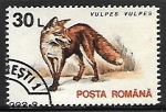 Stamps Romania -  Zorro rojo