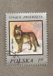 Sellos de Europa - Polonia -  Lobo