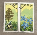 Stamps Poland -  Genciana y Pino