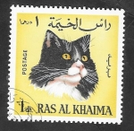 Sellos de Asia - Emiratos �rabes Unidos -  Ras Al Khaima - 35 - Gato