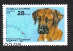 Stamps : Africa : Morocco :  Perros