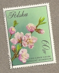 Sellos de Europa - Polonia -  Flores del melocotonero