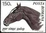 Stamps Romania -  Caballos 1970