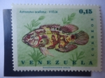 Stamps Venezuela -  Astronotus (Astronotus (ocellatus)Vieja - Mojarra.