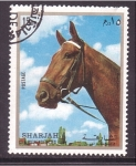 Stamps United Arab Emirates -  Caballo