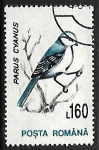Stamps Romania -  Parus cyanus