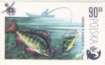Stamps : Europe : Poland :  PESCA FLUVIAL 