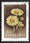 Stamps Hungary -  Doronicum hungaricum