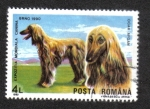 Sellos de Europa - Rumania -  Perros
