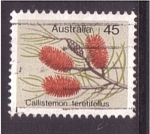 Sellos de Oceania - Australia -  Calistemon