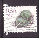 Stamps South Africa -  gasteria armstrongn
