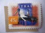 Sellos de Oceania - Australia -  Jabiru Americano-Cigueña de Cuello Negro (Ephippiorhynchus asiaticus)