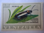 Sellos de America - Venezuela -  Coquito perforador-Escarabajos-Systena SP- Ataca Hortalizas leguminosas.
