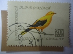 Sellos de Europa - Rumania -  Oropéndola(Oriolus oriolus) - Pájaros Cantores