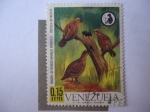 Stamps Venezuela -  Codorniz - odontophorus gujanensis