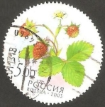 Stamps Russia -  6750 - Fresas