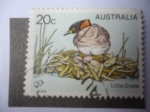 Stamps Australia -  Little Grebe (Tachybaptus ruficollis)