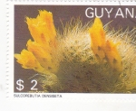 Sellos de America - Guyana -  CACTUS SULCOREBUTIA DENSISETA 