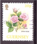 Stamps Jersey -  Rosa spray