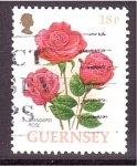 Stamps Jersey -  Rosa común