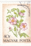 Sellos de Europa - Hungra -  FLORES- rosa gallica