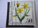 Stamps Germany -  Gages Arvensis-liliopsida -Alemania Berlin.