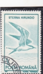 Stamps Romania -  AVE-STERNA HIRUNDO
