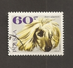 Stamps Poland -  Razas de perros