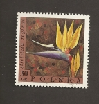 Stamps Poland -  Flor Strelitzia reginae