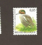 Stamps Belgium -  Cerceta común